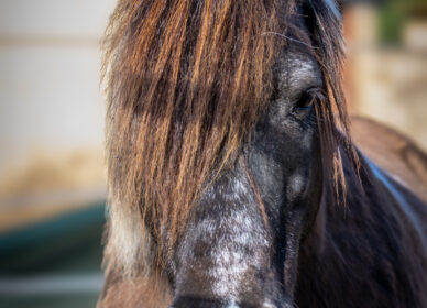 Caballos Hípica Sant Cugat