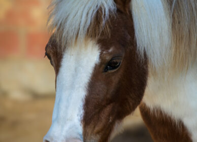 Caballos Hípica Sant Cugat