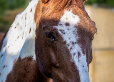 Caballos Hípica Sant Cugat