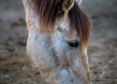 Caballos Hípica Sant Cugat