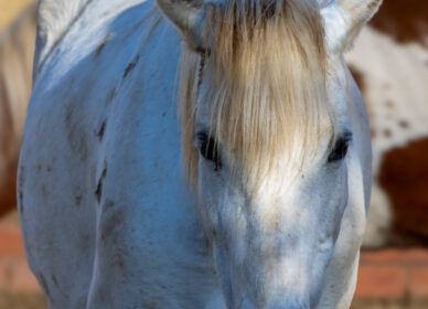 Caballos Hípica Sant Cugat