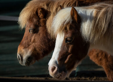 Caballos Hípica Sant Cugat