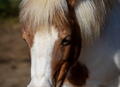 Caballos Hípica Sant Cugat