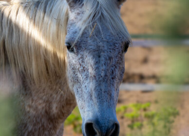 Caballos Hípica Sant Cugat