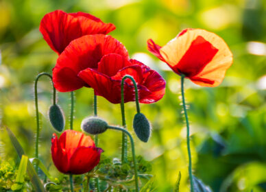 🌺 La amapola… frágil, delicada, vulnerable… como la vida misma.