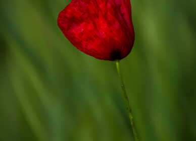 🌺 La amapola… frágil, delicada, vulnerable… como la vida misma.