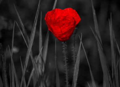 🌺 La amapola… frágil, delicada, vulnerable… como la vida misma.