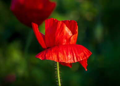 🌺 La amapola… frágil, delicada, vulnerable… como la vida misma.