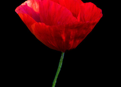 Una flor no piensa en competir con la flor que está a su lado. Simplemente florece.