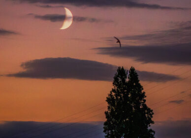 Lunas variadas julio-agosto 2025