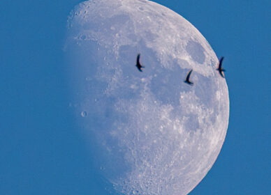 Lunas variadas julio-agosto 2025