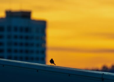 Atardecer skyline sabadell y Montserrat