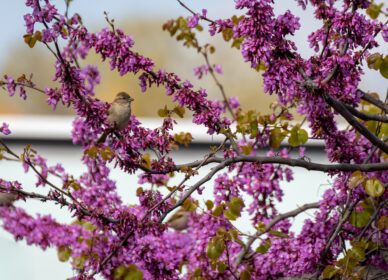 Pequeños instantes de primavera