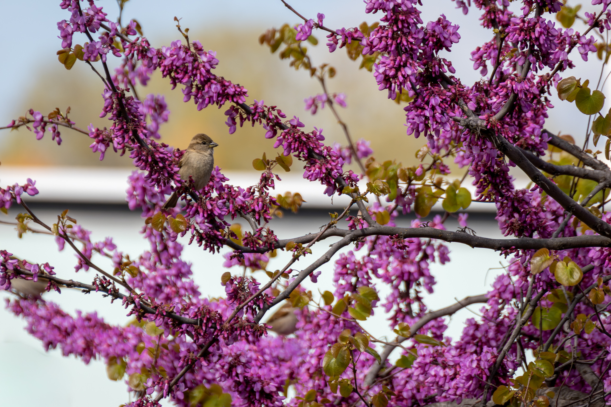 Pequeños instantes de primavera