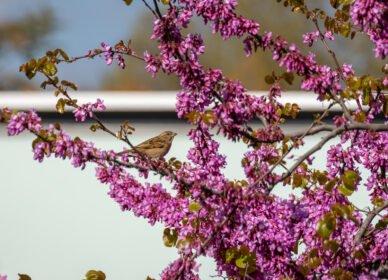 Pequeños instantes de primavera