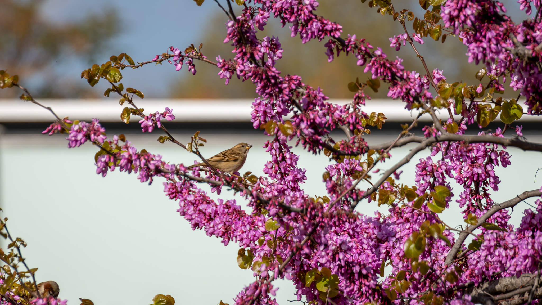 Pequeños instantes de primavera
