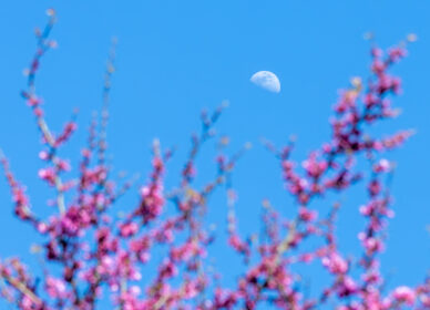Pequeños instantes de primavera