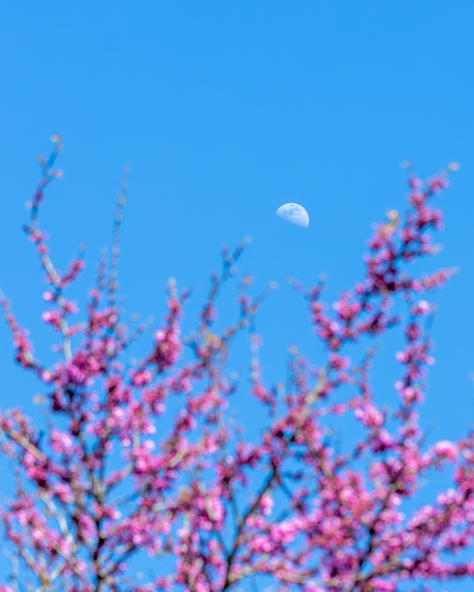 Pequeños instantes de primavera