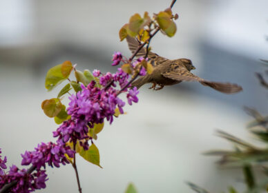 Pequeños instantes de primavera