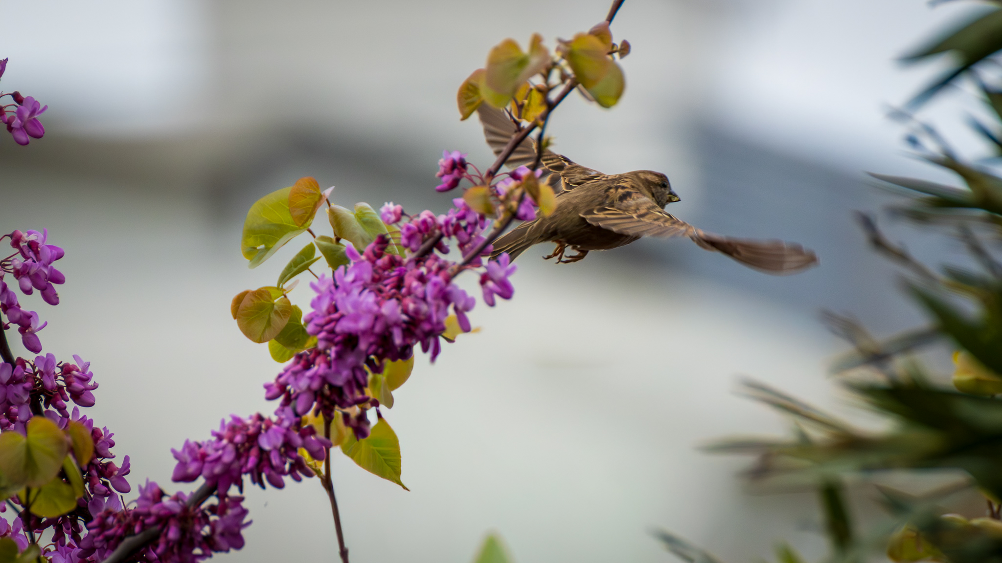 Pequeños instantes de primavera