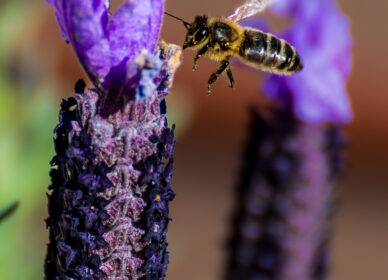 Entre flores y zumbidos