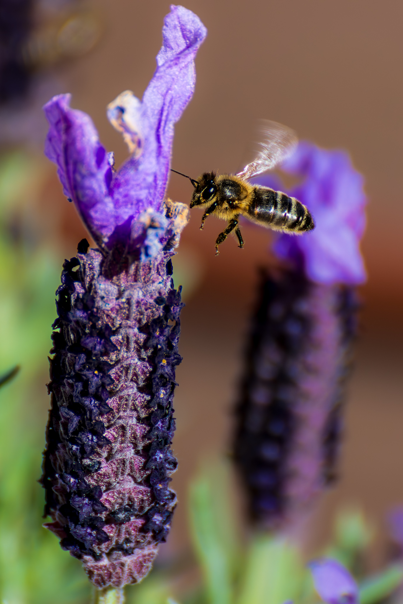 Entre flores y zumbidos