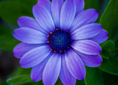 Geometría violeta