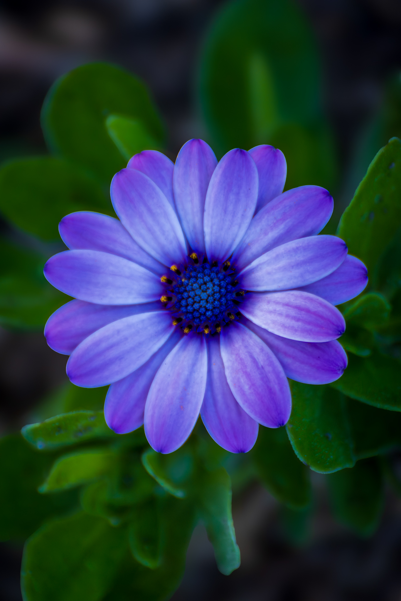 Geometría violeta