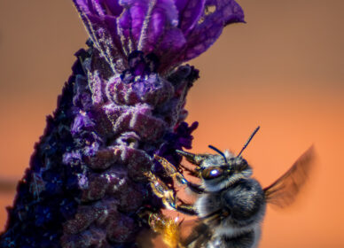 Entre flores y zumbidos