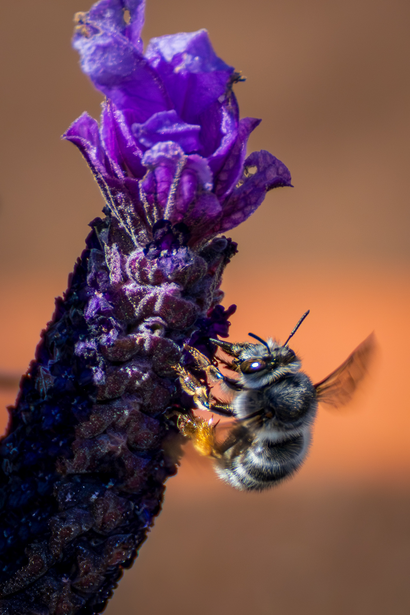 Entre flores y zumbidos