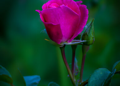 El lenguaje de las rosas