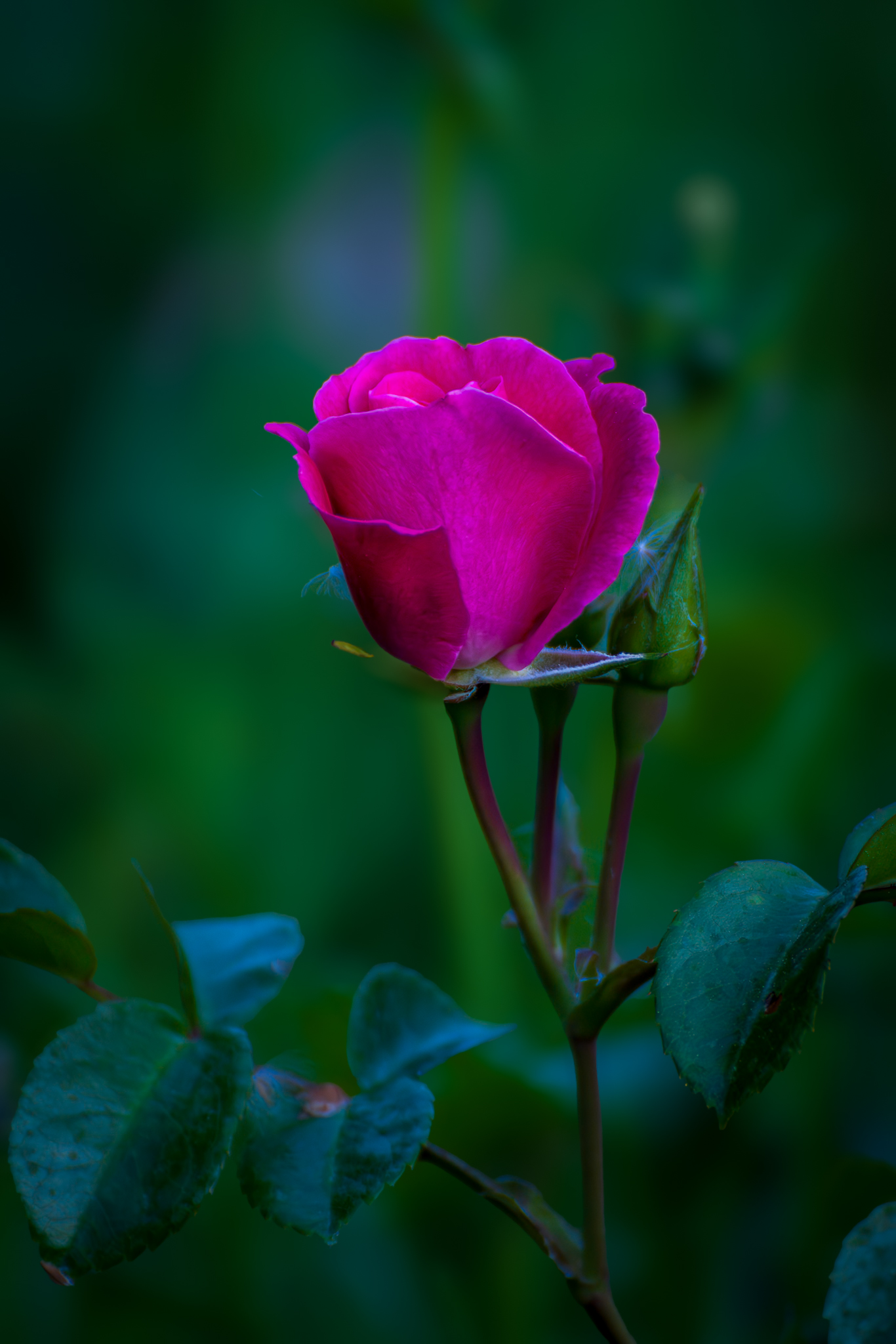 El lenguaje de las rosas