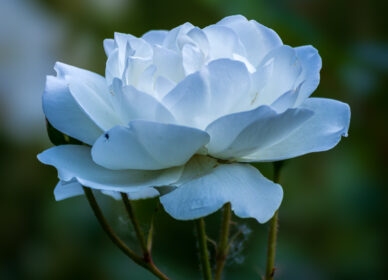 El lenguaje de las rosas