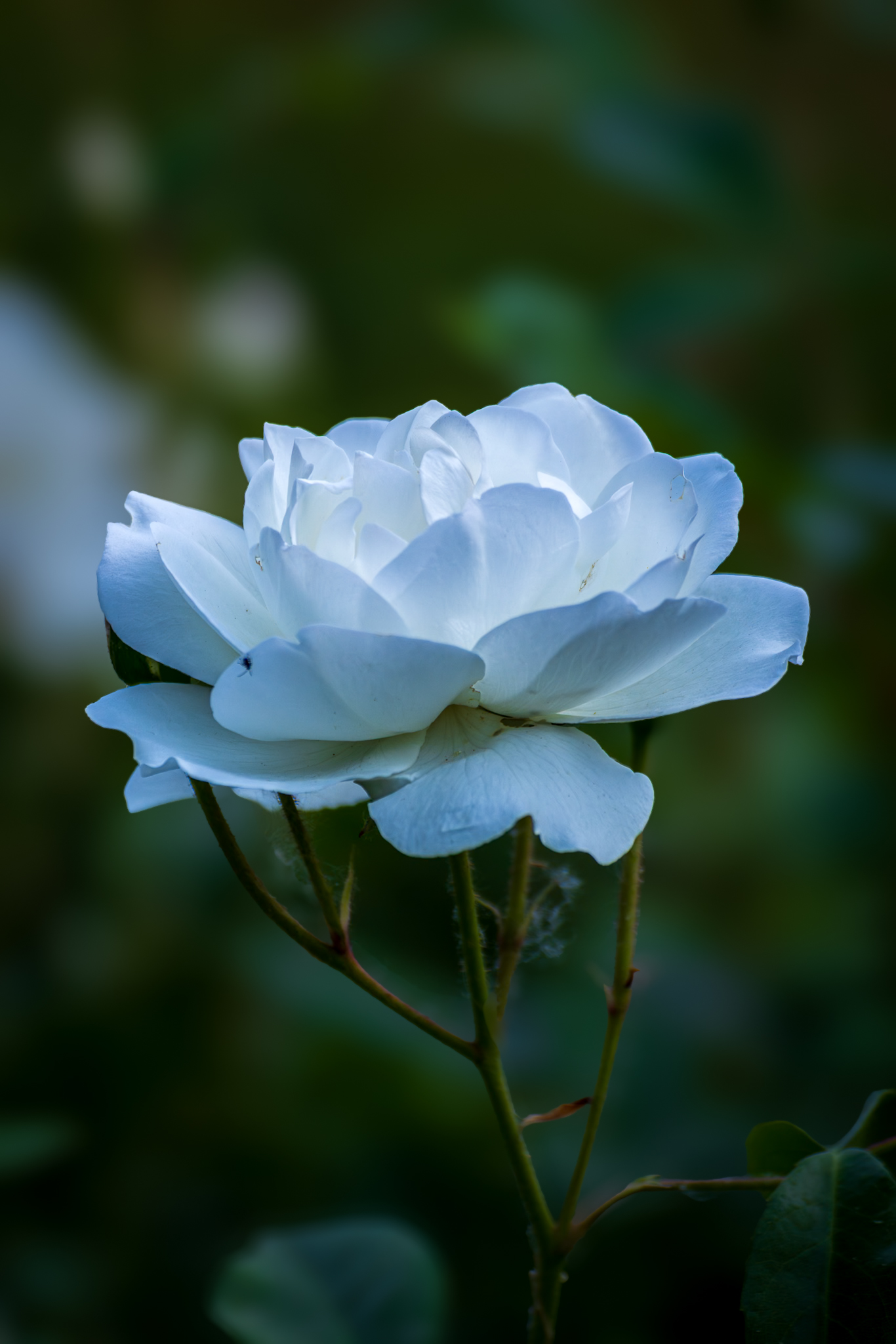 El lenguaje de las rosas
