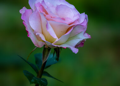 El lenguaje de las rosas