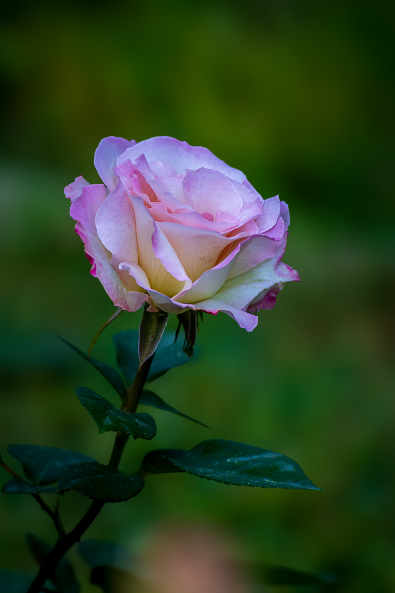 El lenguaje de las rosas