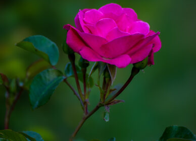 El lenguaje de las rosas