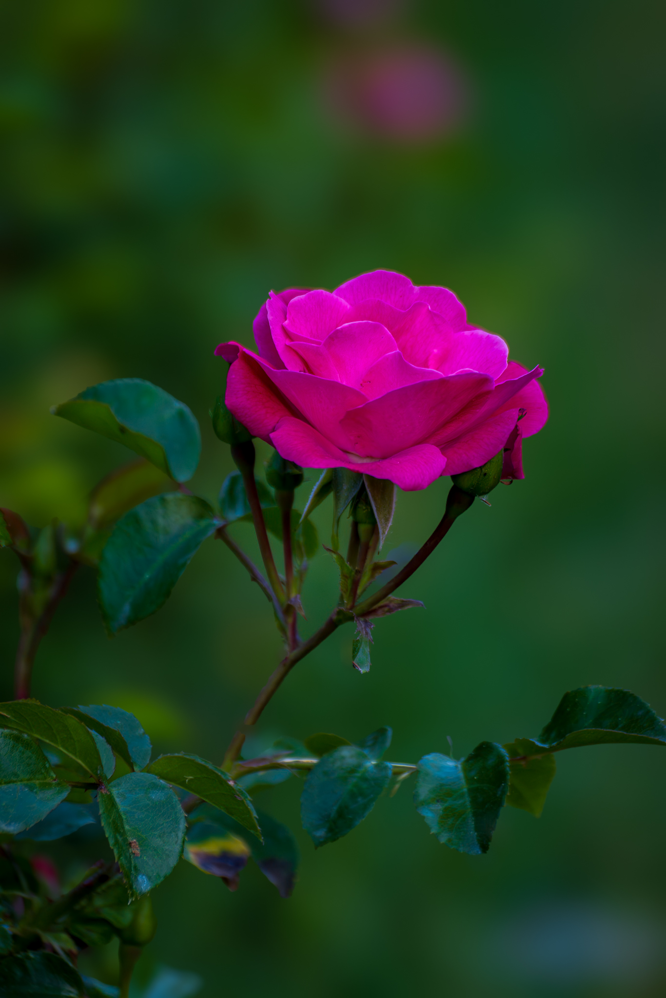 El lenguaje de las rosas