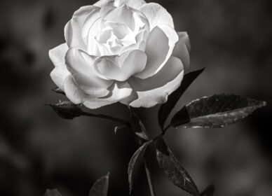 El lenguaje de las rosas