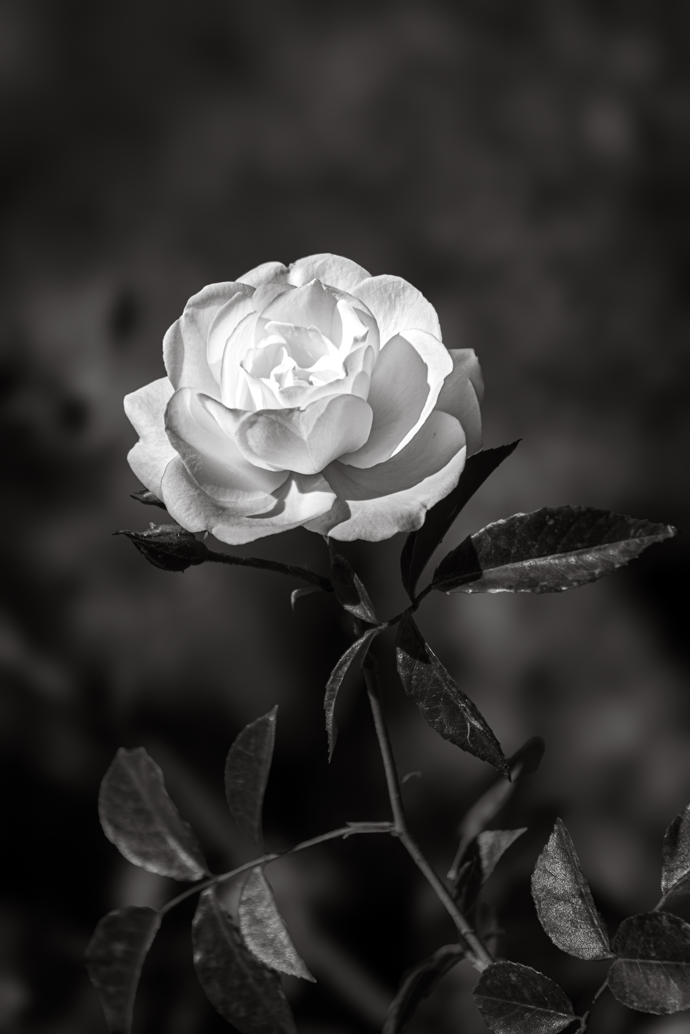 El lenguaje de las rosas