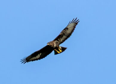 El vuelo del ratonero
