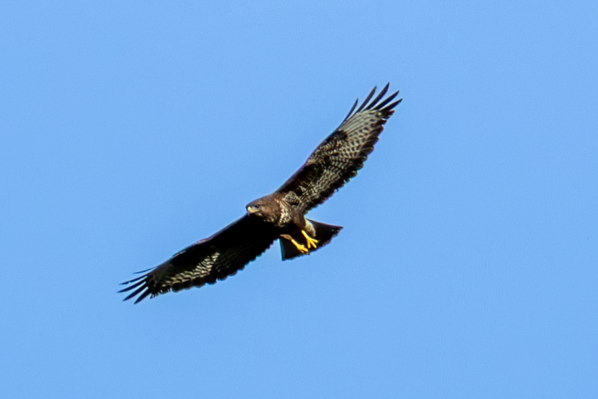 El vuelo del ratonero